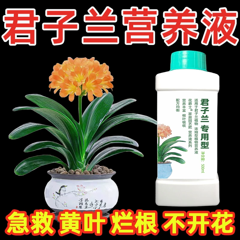 君子兰专用营养液促箭剂兰花催花促进开花肥料黄叶烂根叶面专用肥
