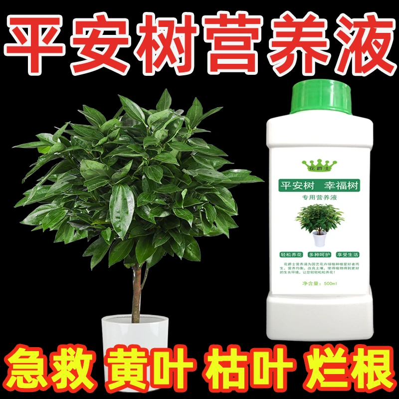 平安树专用营养液肥料专用肥叶子下垂发黄干枯黄叶掉叶子怎么补救