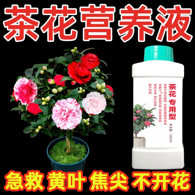四季山茶花专用营养液催花香妃茶花肥料专用肥喜酸性植物黄叶家用