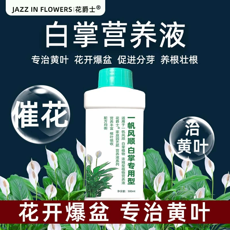 白掌营养液一帆风顺肥料专用肥室内水培白鹤芋盆栽叶子发黄怎么办