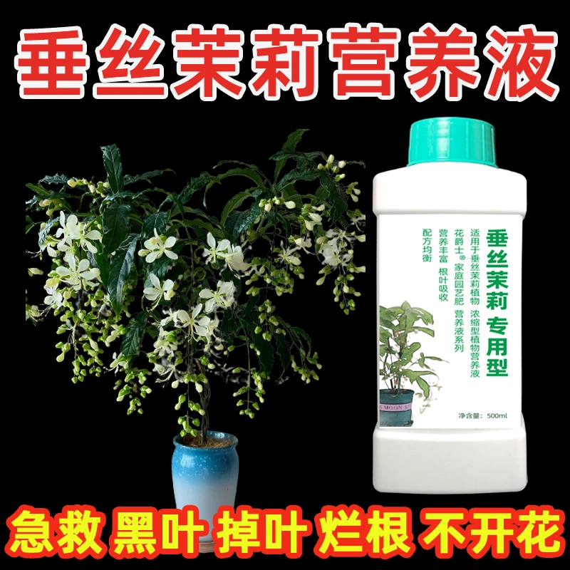 垂丝茉莉专用营养液催花专用肥叶子发黄肥料叶子垂头叶尖干黄促花