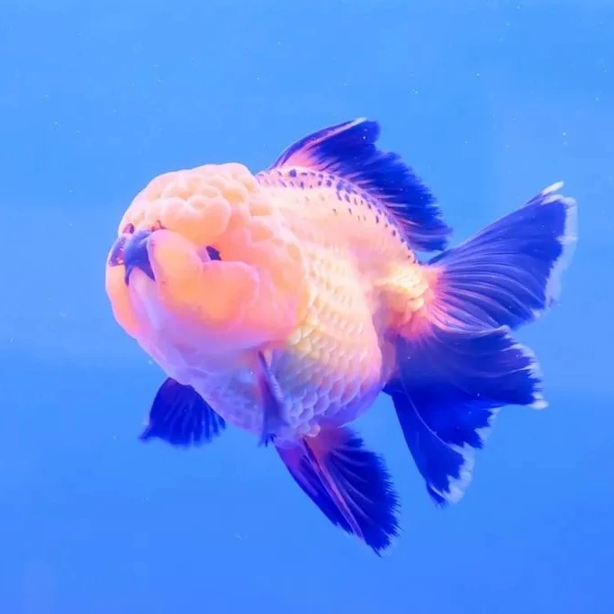 兰寿 玛丽泰狮金鱼 一单一价 收到货录开箱视频 无开箱视频不售后