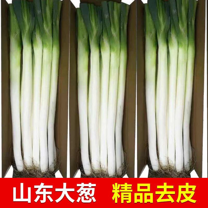 山东大葱新鲜大葱去皮切叶口感脆甜5斤装现挖现发香甜可口