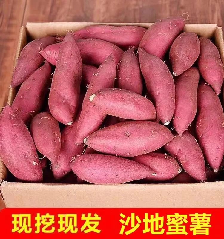山东蜜薯超甜沙地黄心红薯龙九地瓜番薯软糯香甜现挖现发