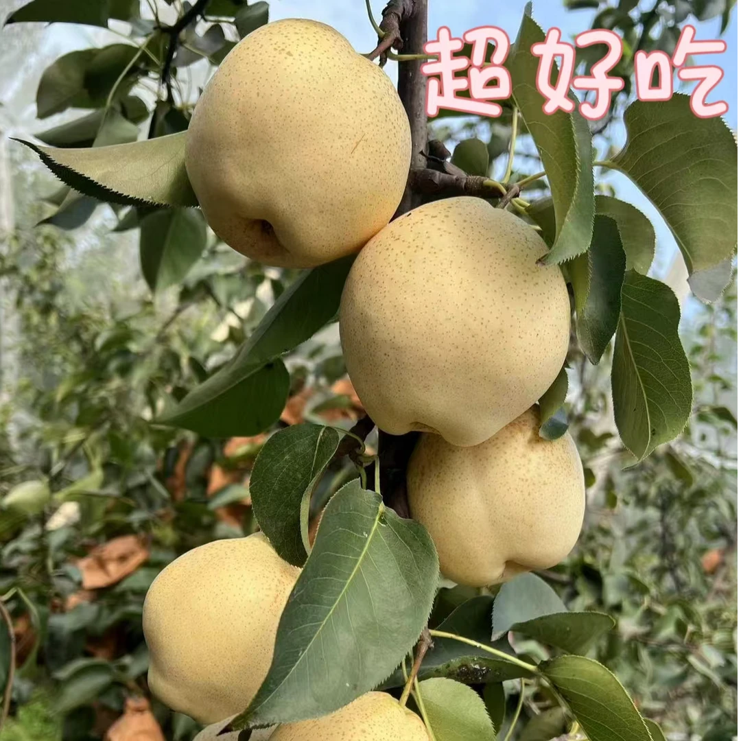新果上市山农酥梨皮薄肉细尝鲜应季水果汁水充足香甜四溢