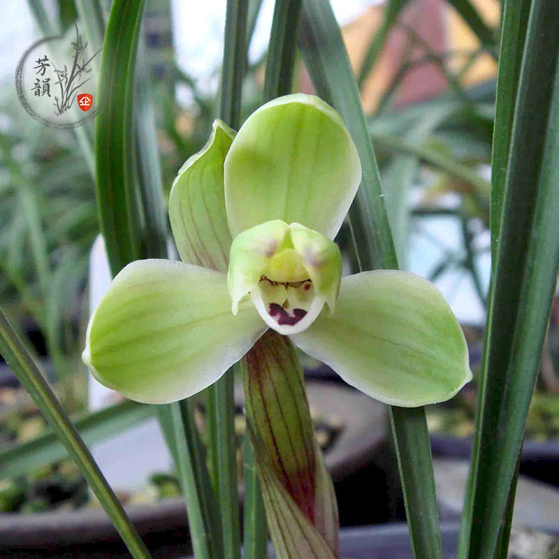 春兰四大天王【集圆】三苗，**兰花付款专用价格以直播间为准**