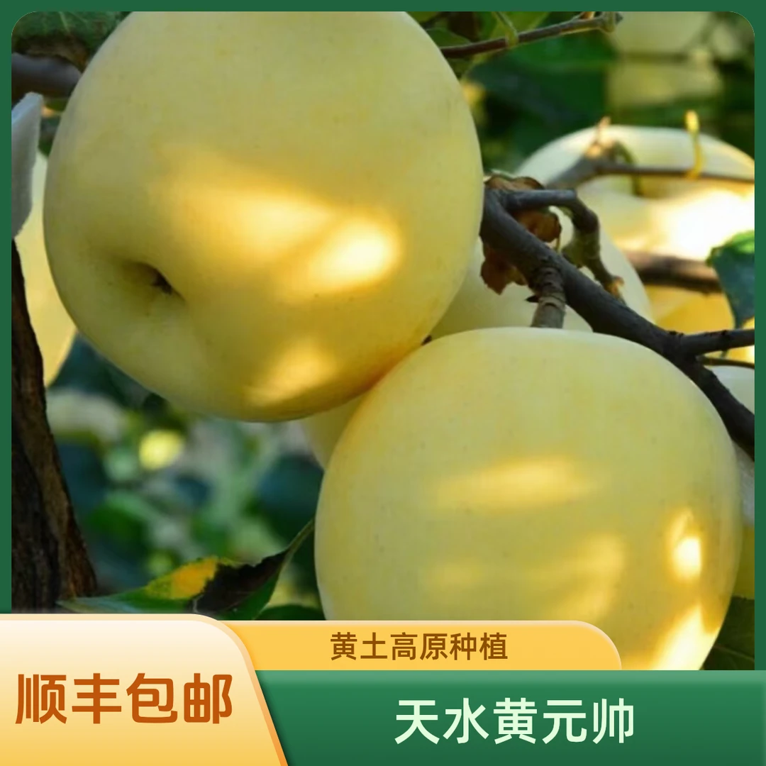 【顺丰天水黄元帅苹果精品】黄土高原种新鲜采摘产地直发包邮