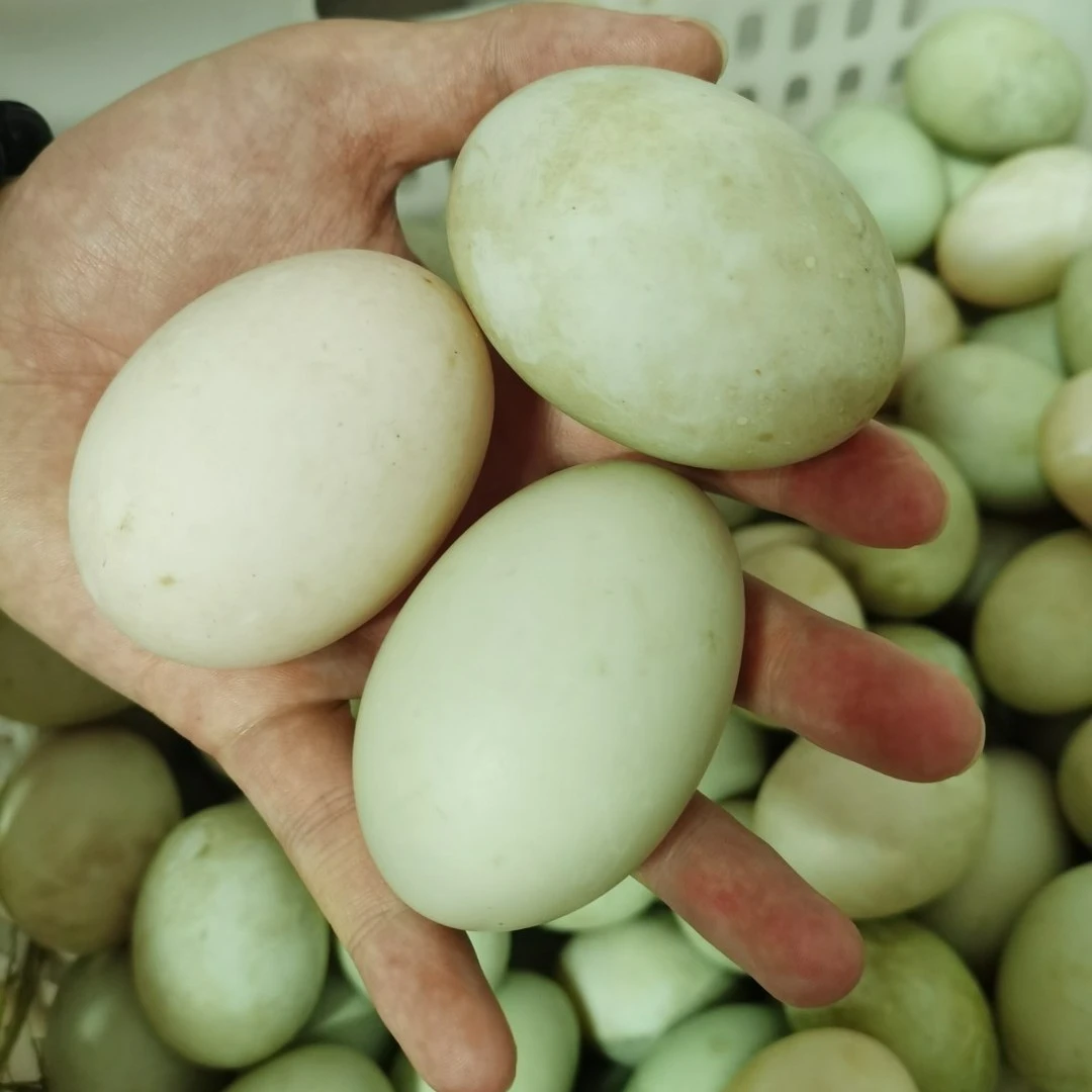 【鸭蛋30枚一箱】海鸭蛋年货营养生鸭蛋烤鸭蛋北部湾红树林散养海鸭