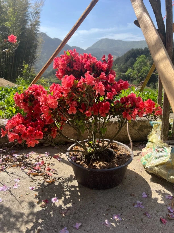 大别山映山红花卉
