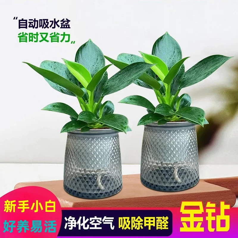 【精美绿公主】金钻盆栽室内净化空气美观桌面绿植办公室内四季常青