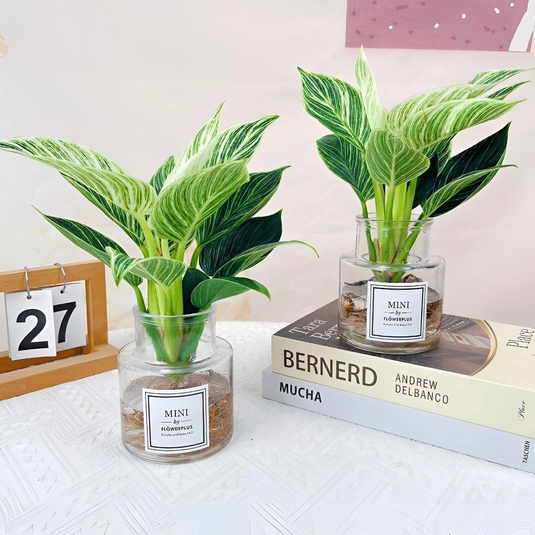 【精品】铂金钻蔓绿绒盆栽花卉植物室内花水培绿植卧室好养易活客厅