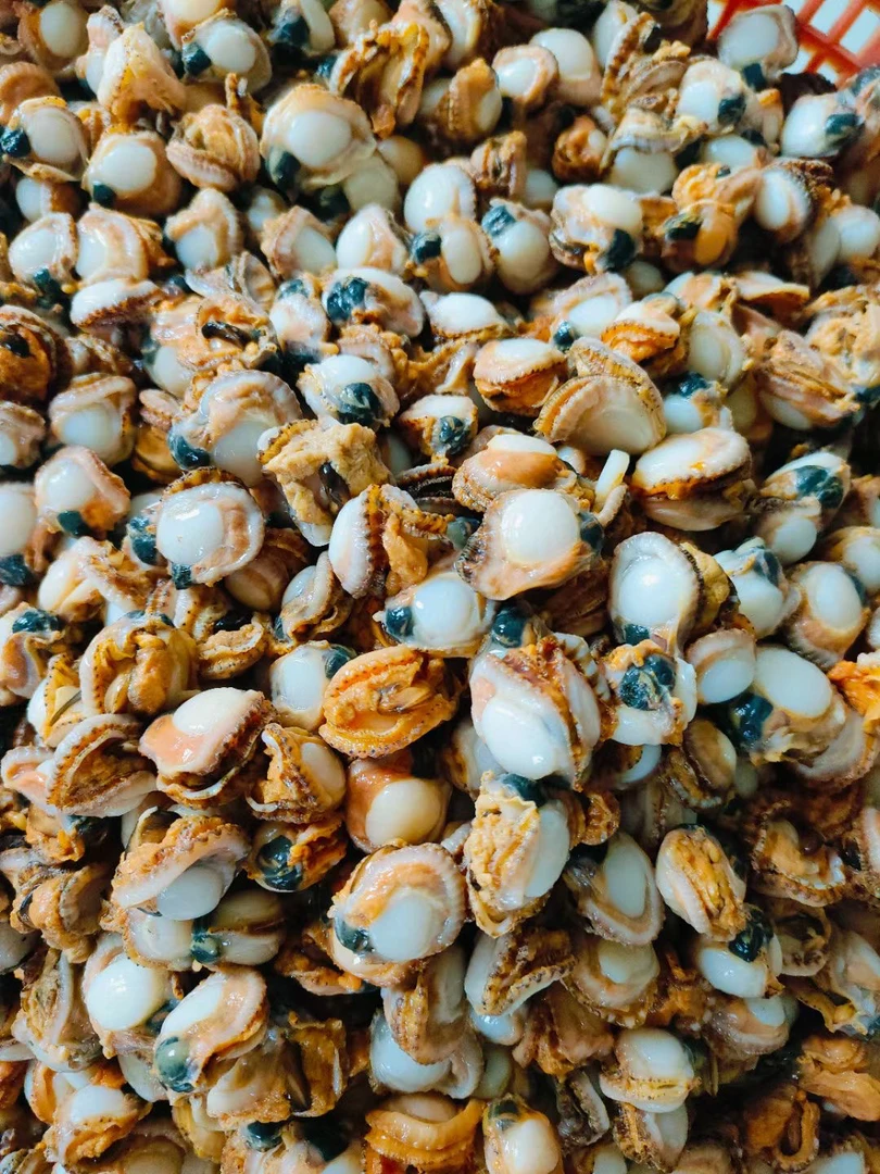 湛江本地新鲜扇贝肉5斤