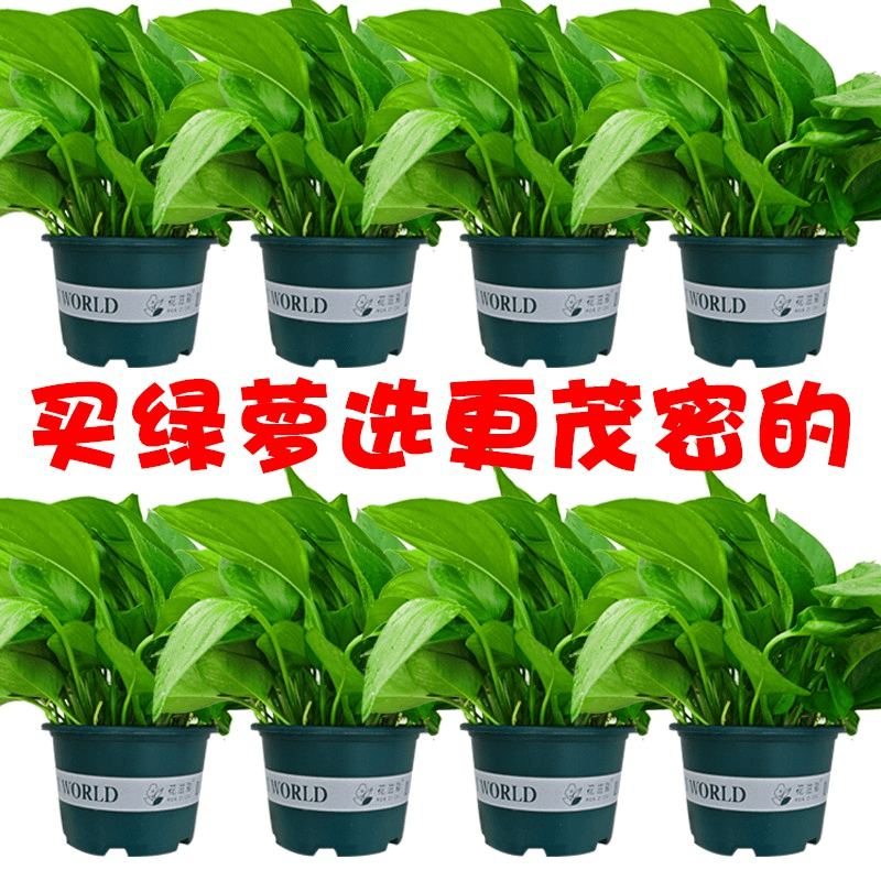 绿萝盆栽室内客厅除甲醛净化空气好养易活绿植花卉办公室绿箩批发