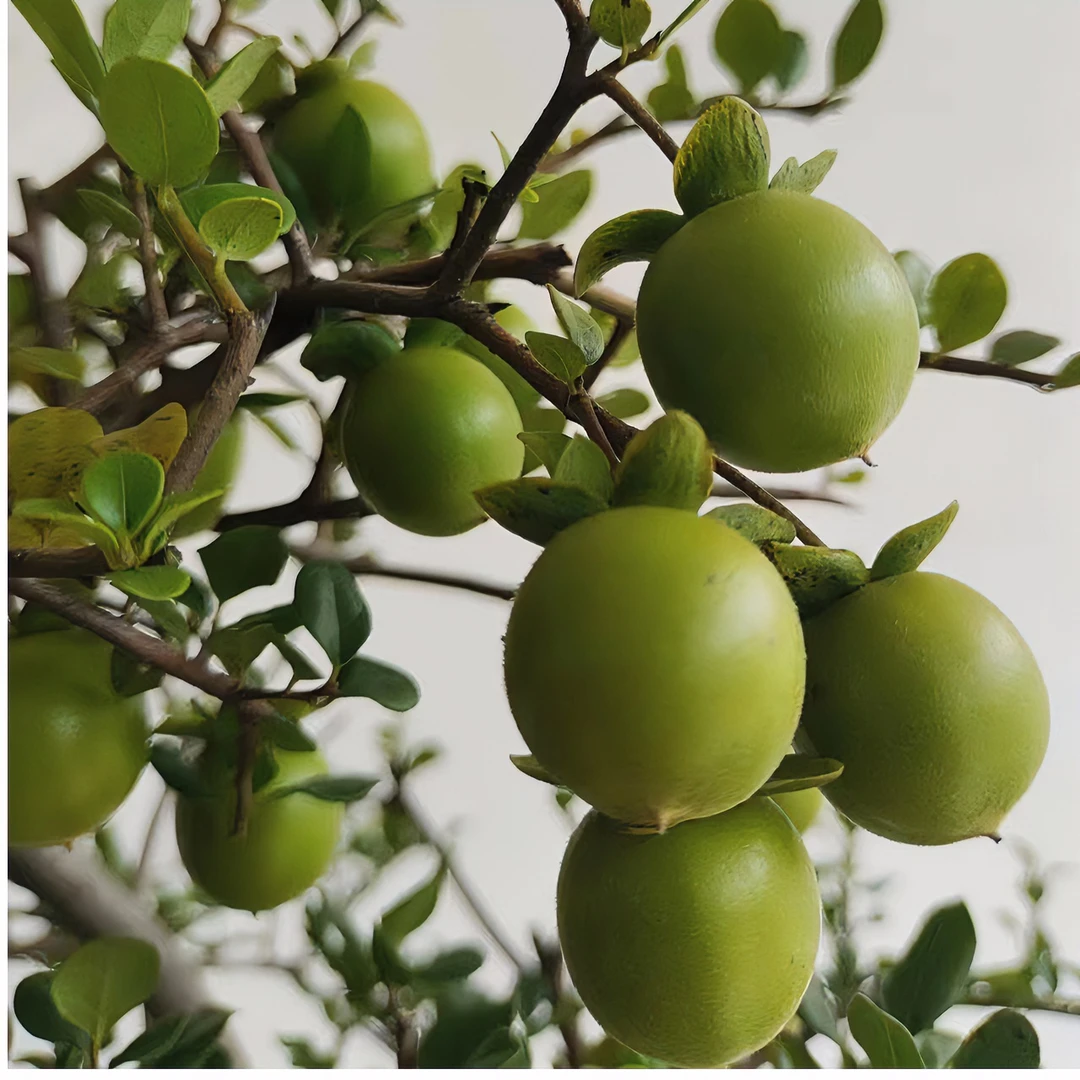 高端金弹子盆景盆栽可观花观果观叶，直播间拍品截图为准。