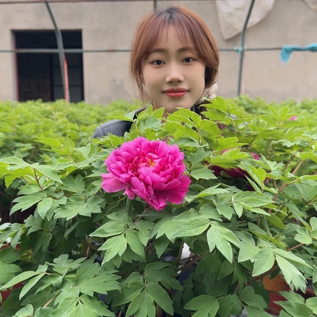 洛阳牡丹种植基地  洛阳红