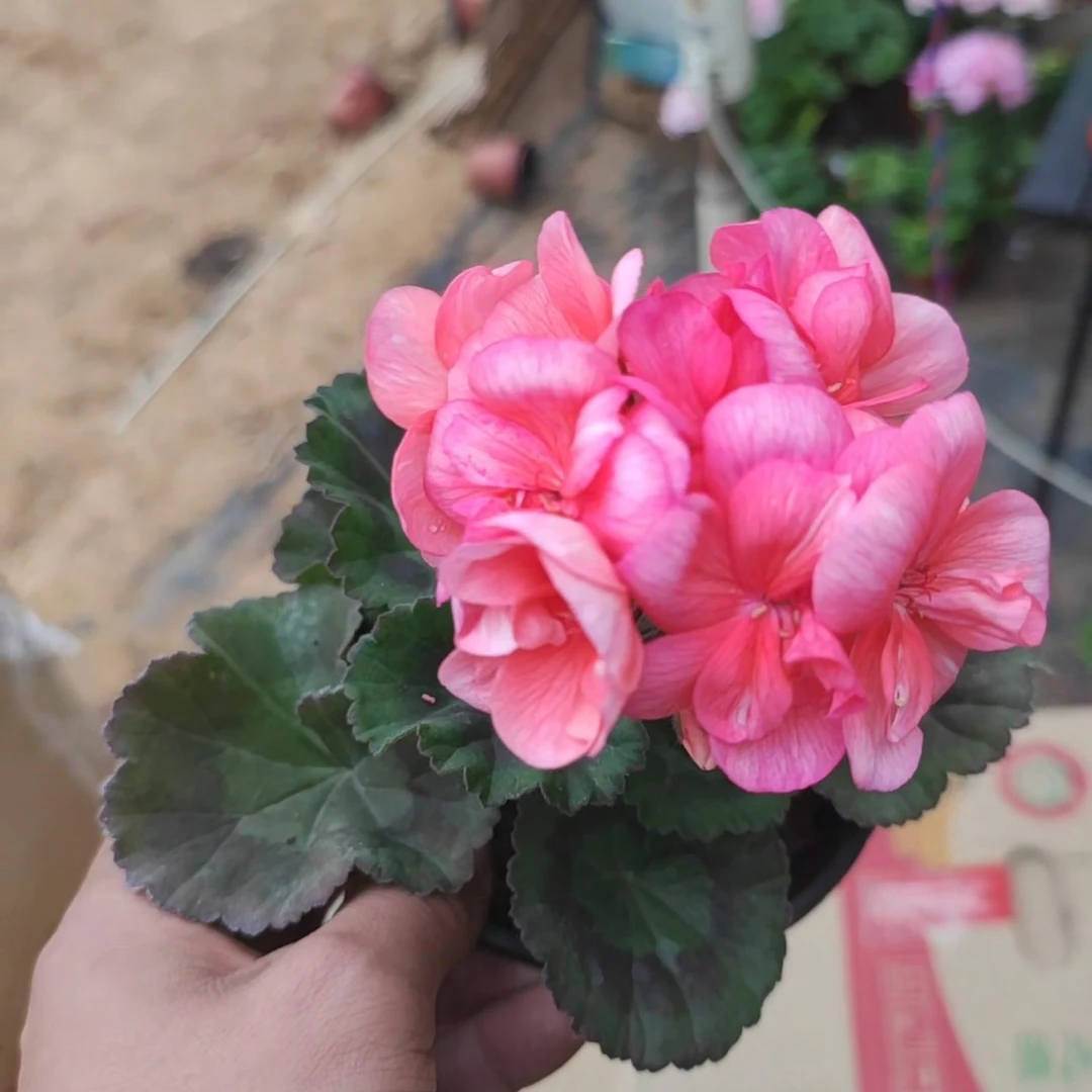 黑魔法天竺葵矮桩勤花直立系天竺葵