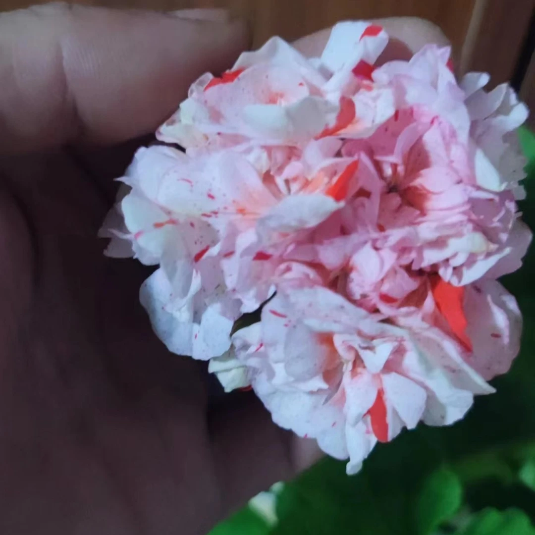 天竺葵仙农卡尔重瓣天竺葵