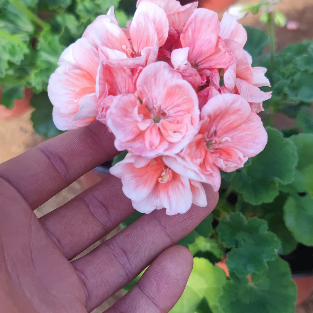 小山宫天竺葵半重瓣勤花