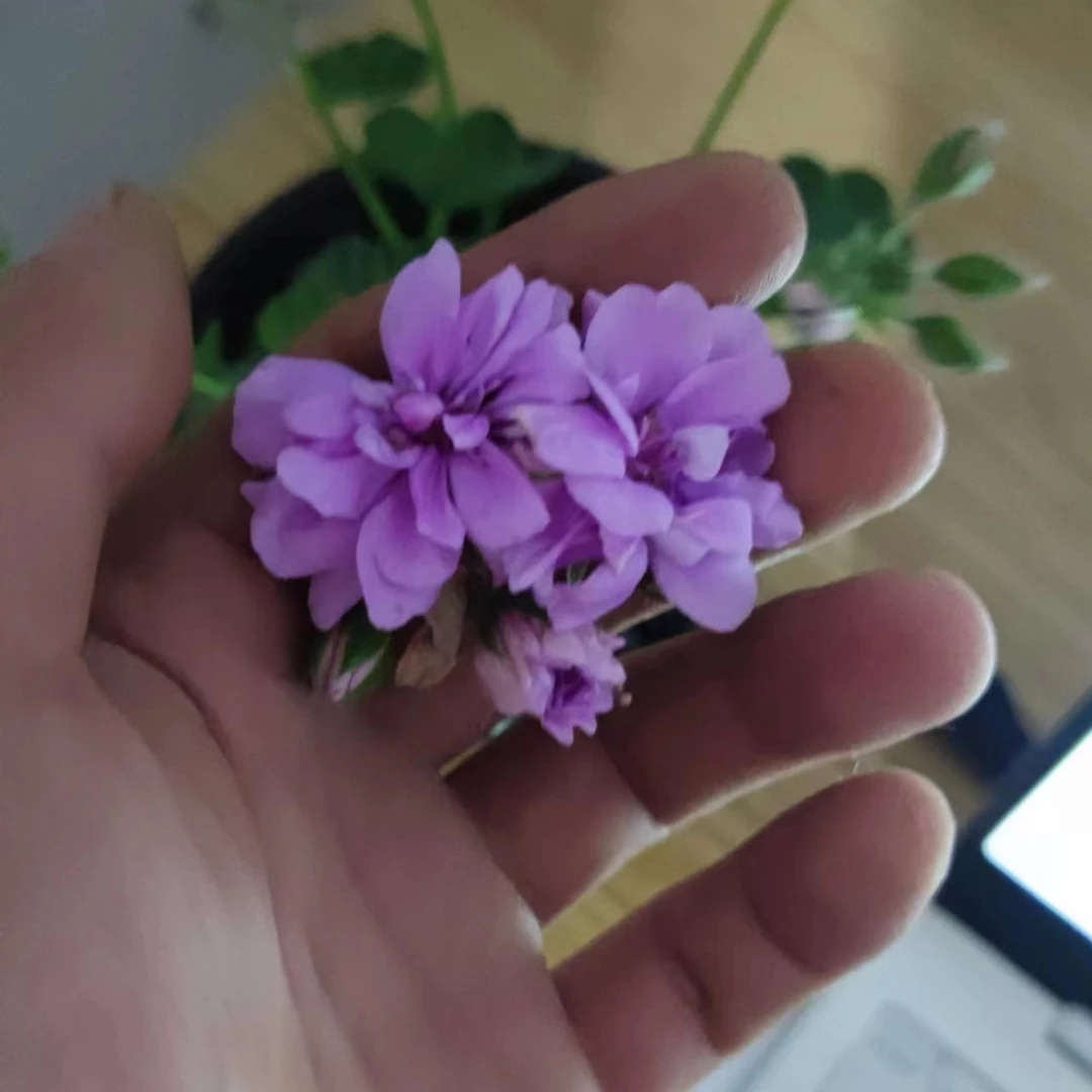 夏日玫瑰垂钓系列天竺葵