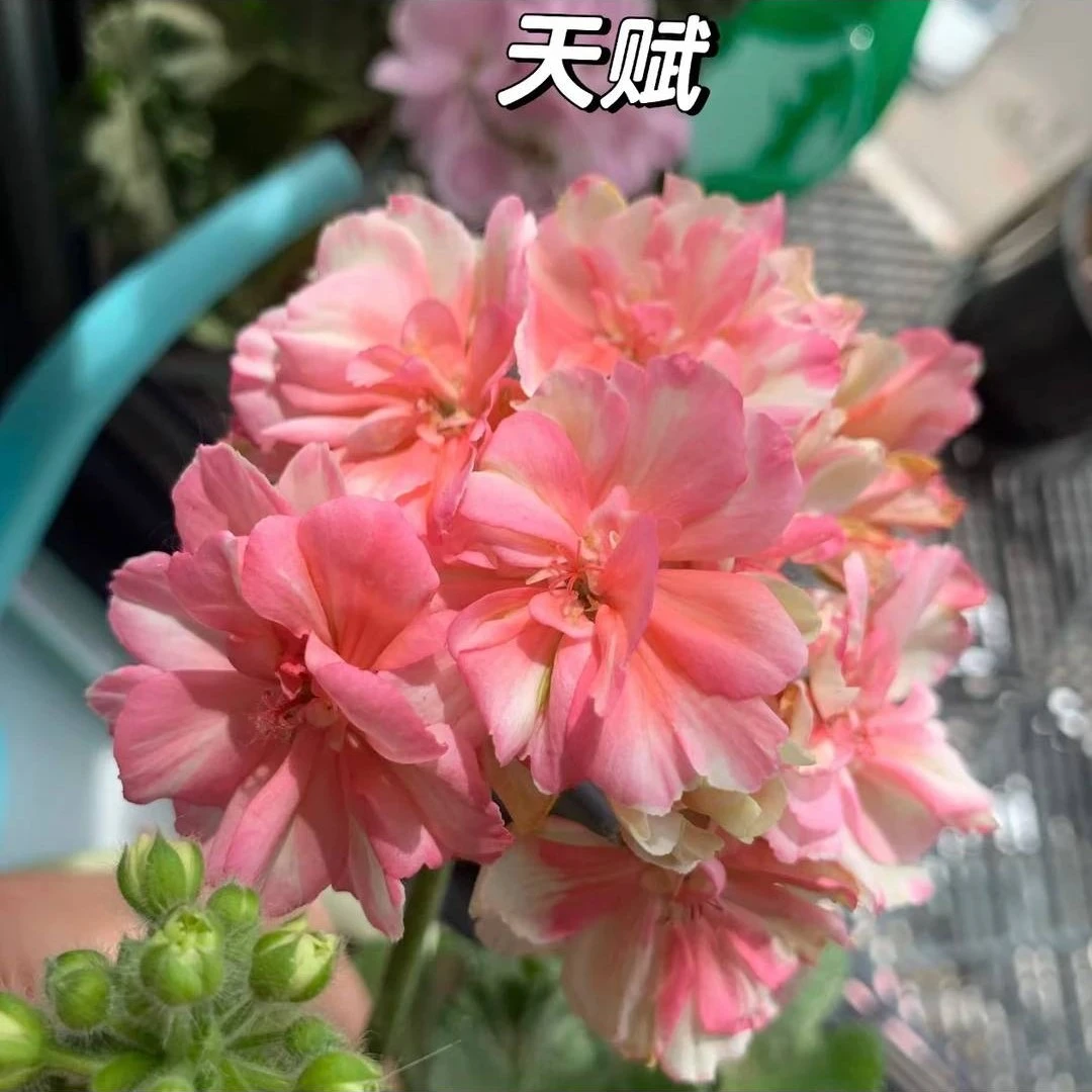 天赋直立系天竺葵重瓣