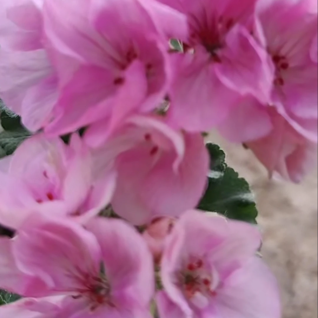 艾米莉亚大花球直立系天竺葵