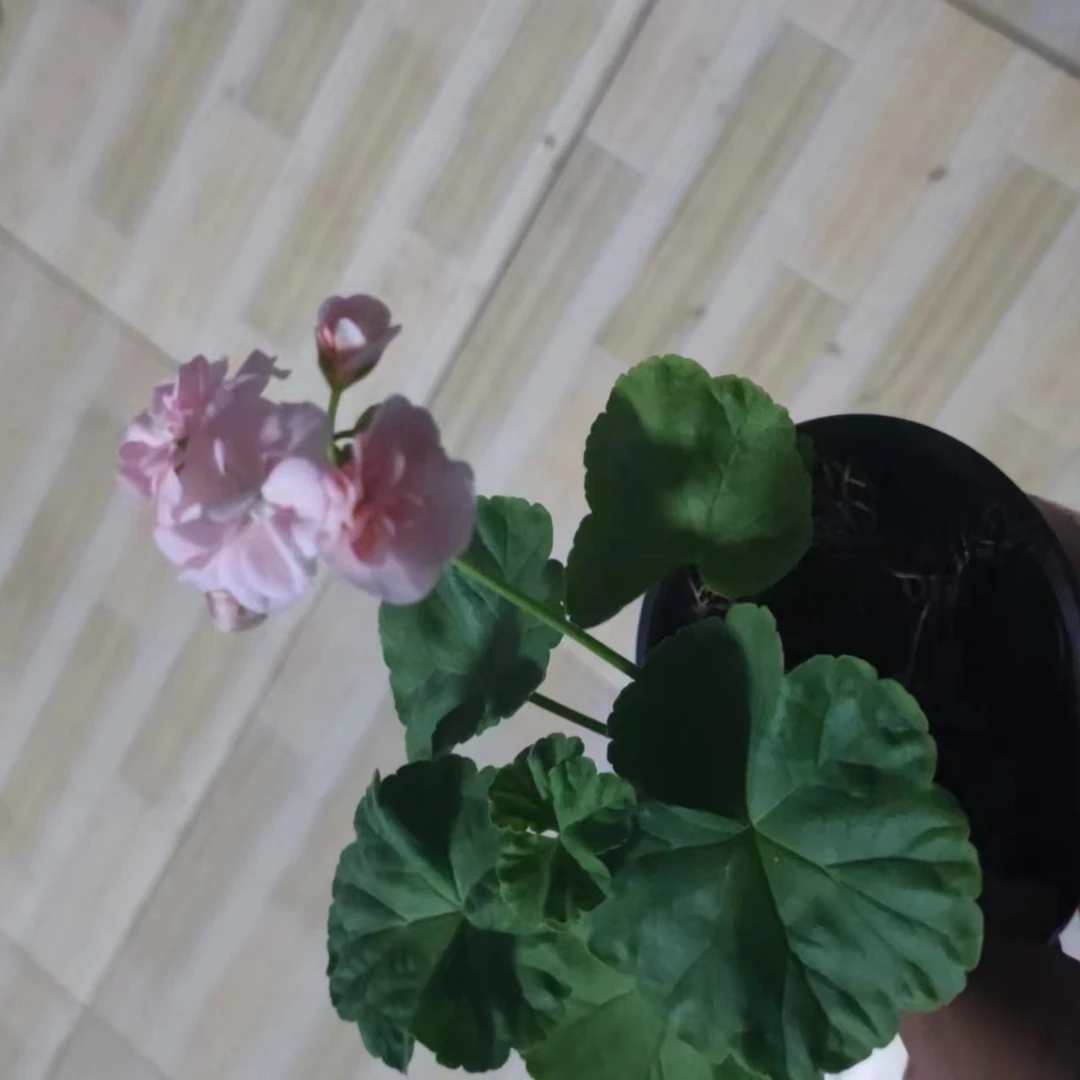 丹麦女王 天竺葵带花苞发货