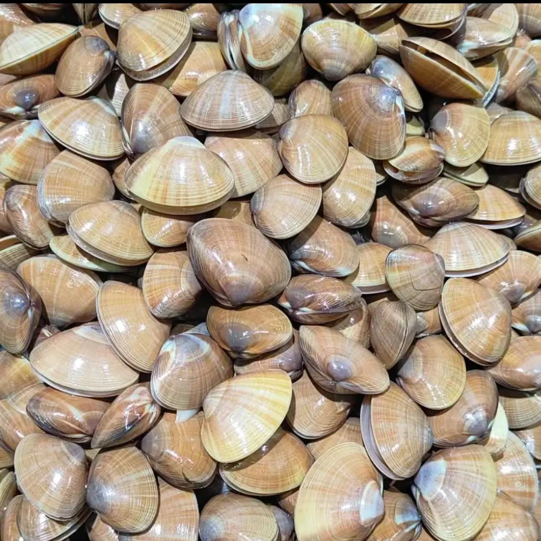 丹东东港黄蚬子 保鲜保肥 壳易碎个别有沙介意勿拍 顺丰EMS包邮A