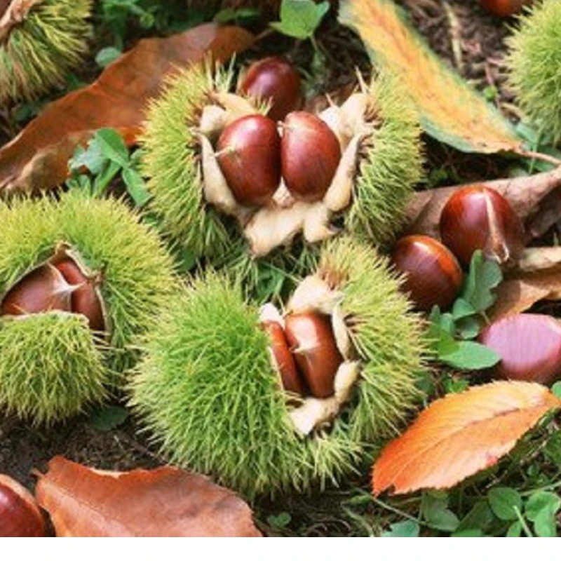 2025新鲜采摘镇安老树大板栗软糯香甜有机食用饱满香糯皮薄严选