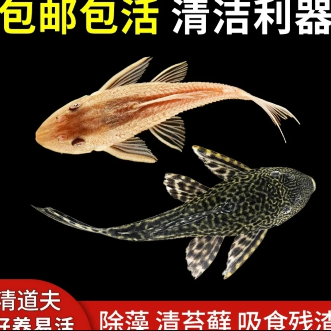 清道夫鱼清洁观赏鱼擦玻璃除青藻类工具鱼吃鱼粪便活体鱼清理鱼缸