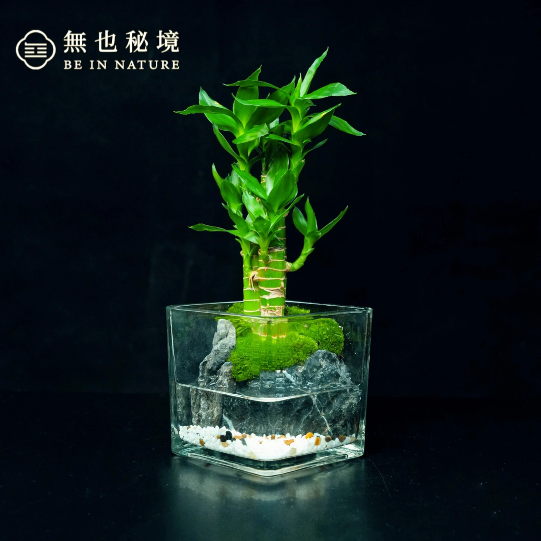 【特惠】步步高升荷花竹—青龙石白发藓成品桌面尺寸12*12cm