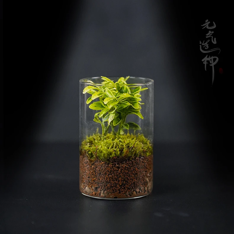 【叁七专属】小树—金边黄杨成品真实绿植创意微景观10cm左右
