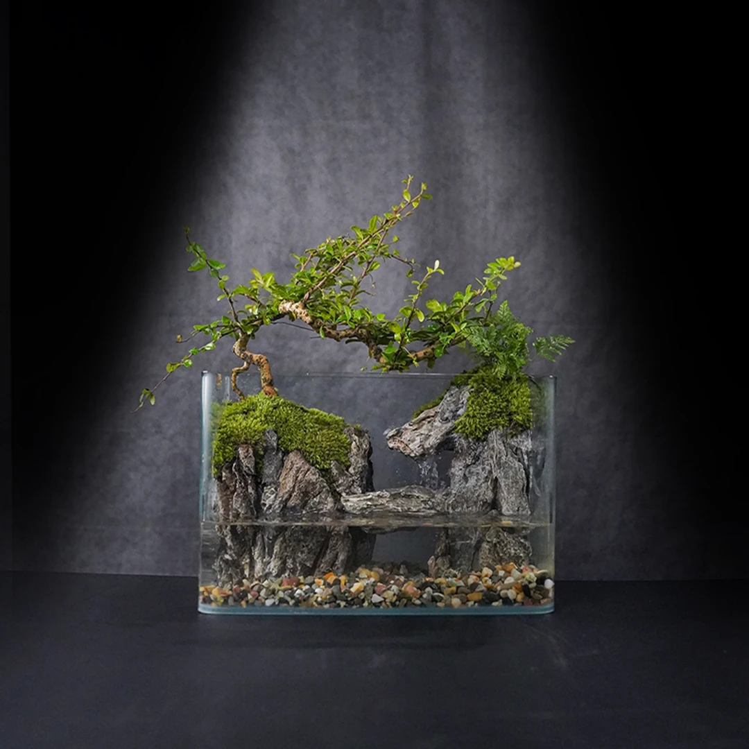 【绿植专属】归墟—福建茶国风纯手工制作真植物真石头微景观实拍