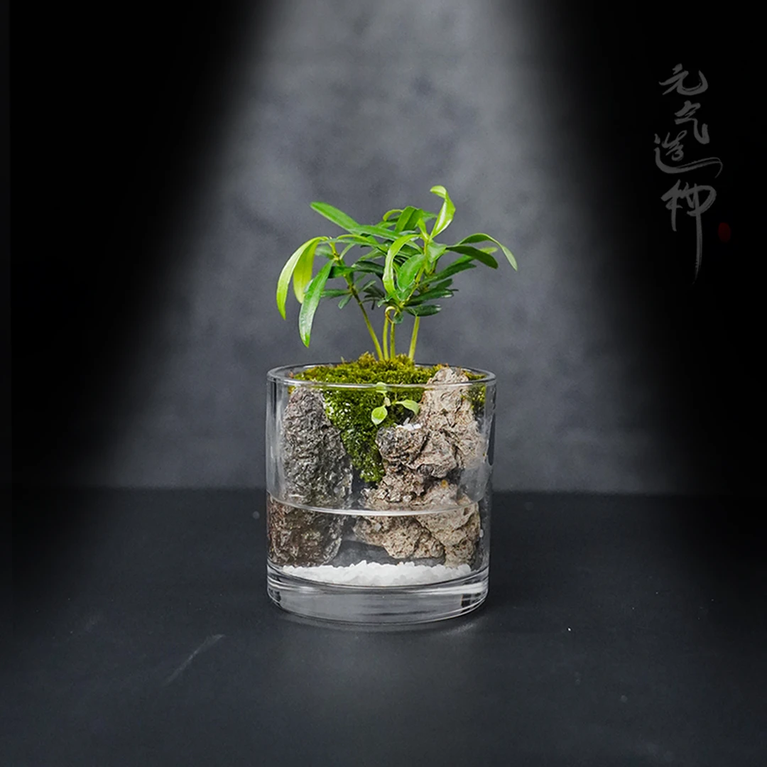 【浮力】楠亭mini—罗汉松成品创意绿植尺寸10*10cm