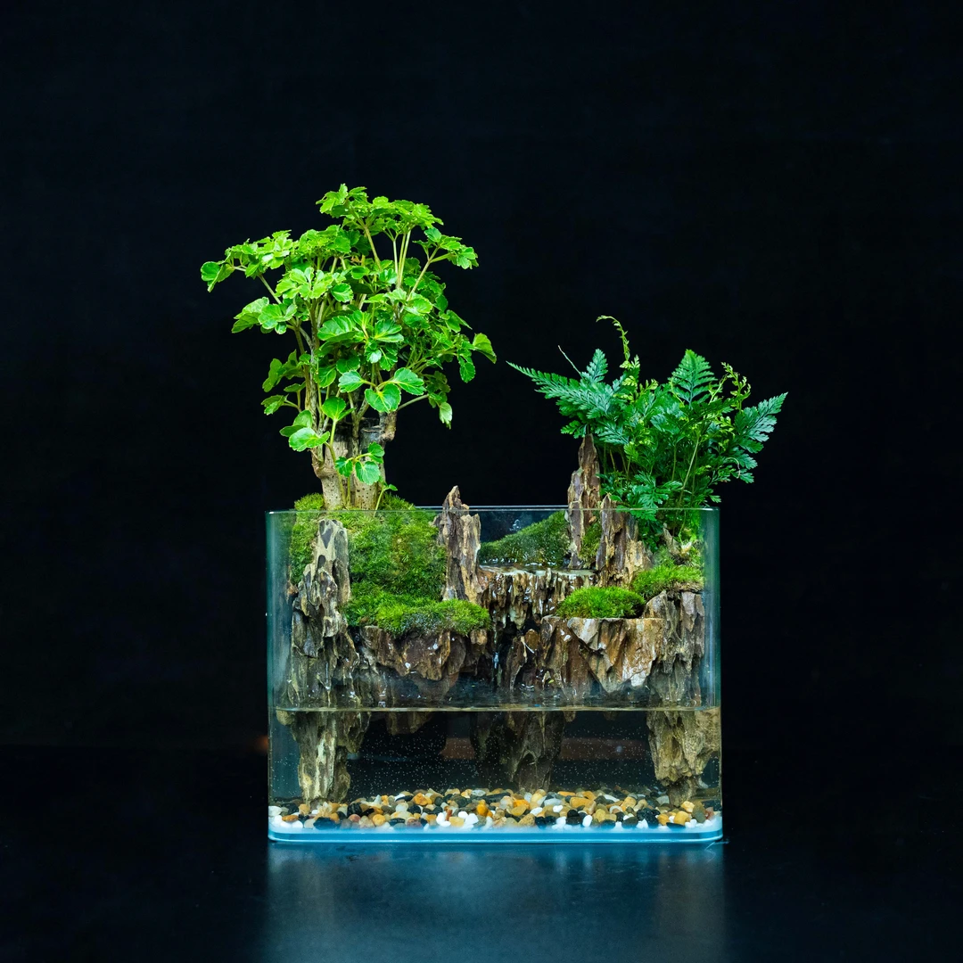 【特惠】福禄—内置循环流水福禄桐绿植造景成品25*16*18