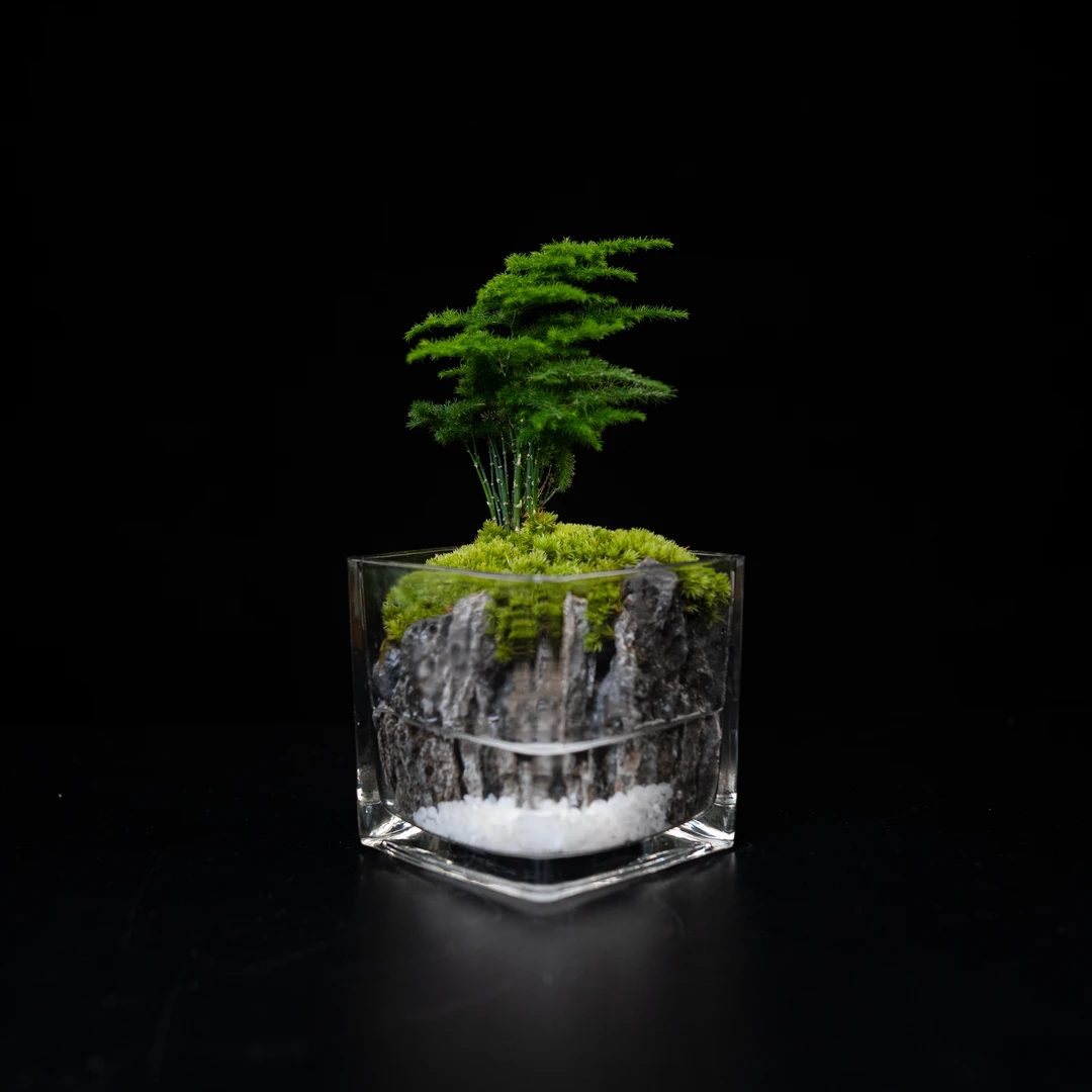 【柯创甄选】文竹青龙石绿植成品景观10*10cm
