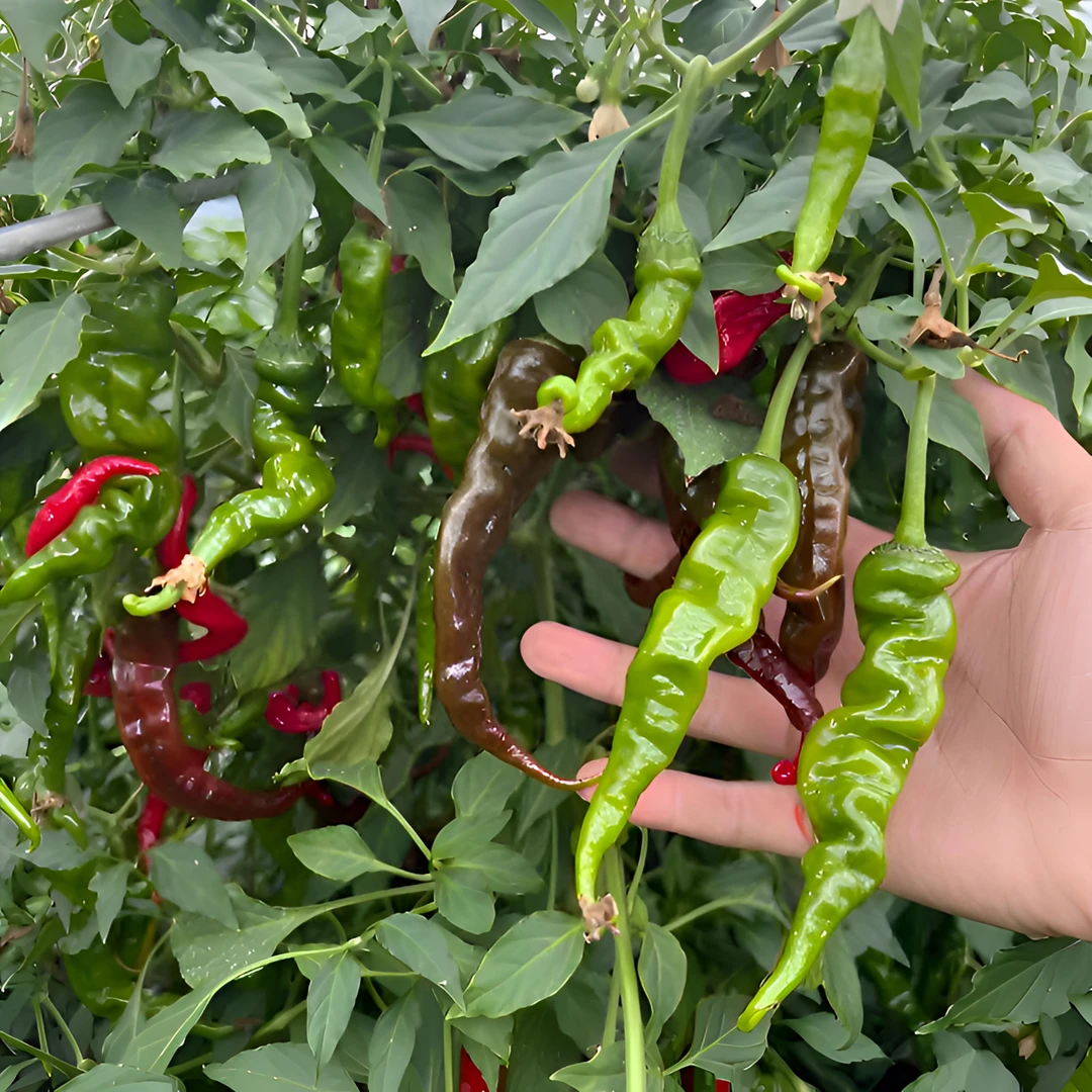 邳州螺丝勾椒薄皮青椒特辣香辣农家新鲜现摘1斤/2斤/3斤包邮