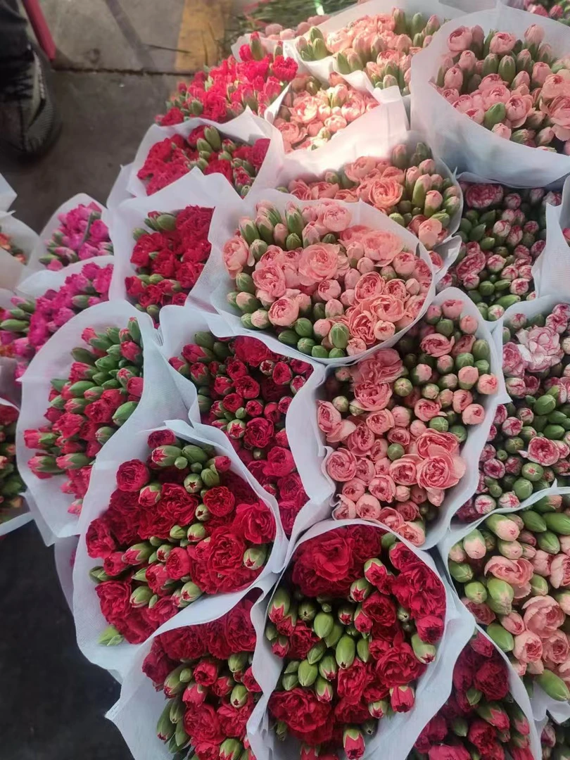 新鲜多头康乃馨 基地采摘（鲜花20%不售后，请慎拍）