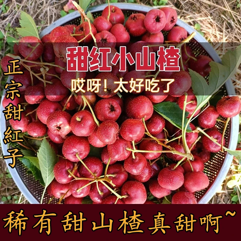 山楂鲜果 小山楂鲜果 甜红子山楂 糖雪球雪红果专用 极速发货
