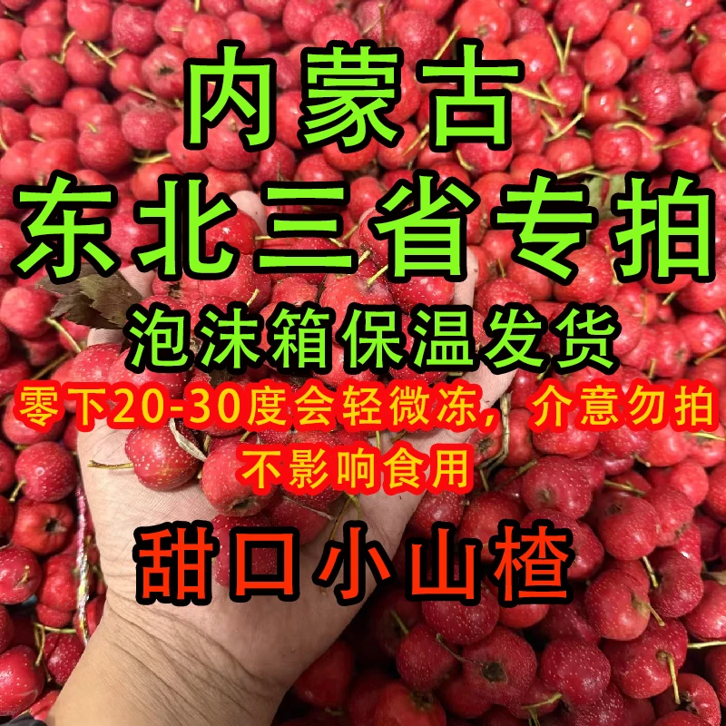 内蒙古东北专拍保温发货  山楂鲜果 甜红子山楂山里红