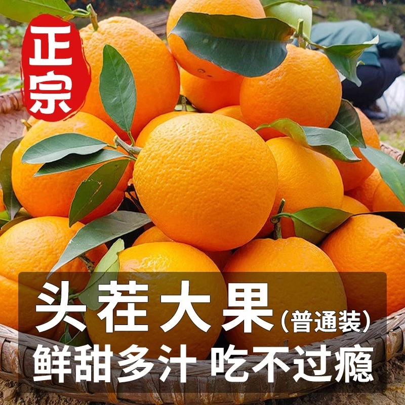 正宗赣南脐橙当季新鲜水果手剥橙现摘现发产地直发