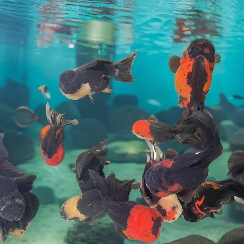 印尼进口三色玛丽活体金鱼冷水鱼淡水鱼