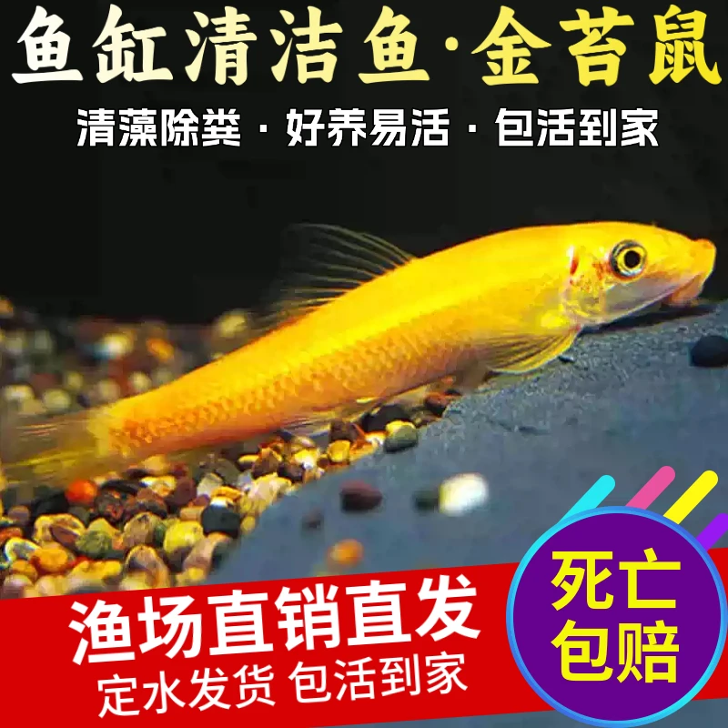 金苔鼠热带观赏鱼清道夫鼠鱼鱼缸除藻鱼清洁鱼活体工具鱼吃垃圾鱼