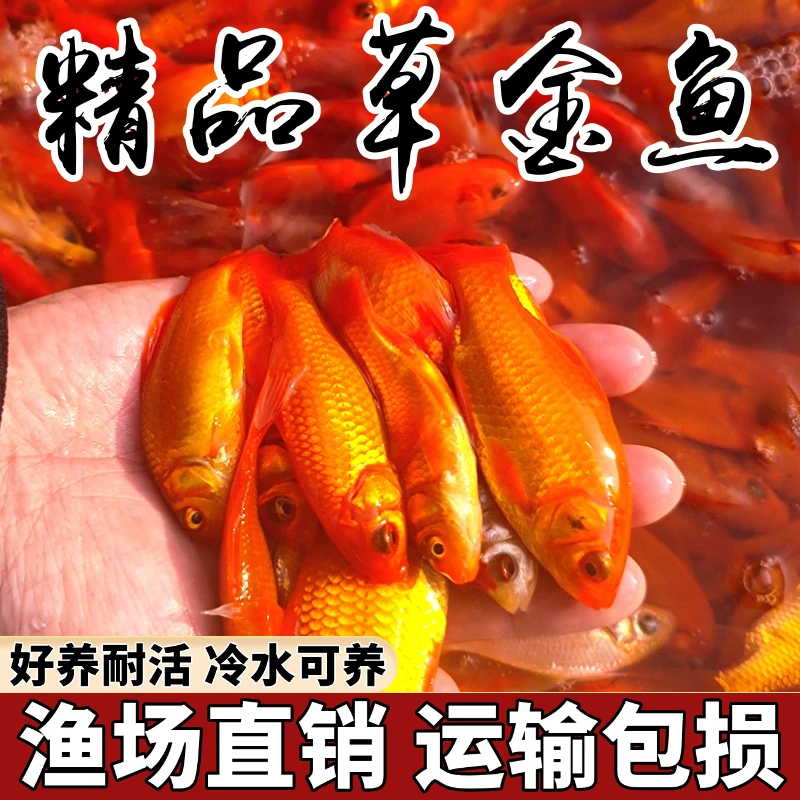 草金鱼活体观赏鱼冷水锦鲤小金鱼活鱼龙睛蝶尾鱼闯缸鱼饲料鱼包邮