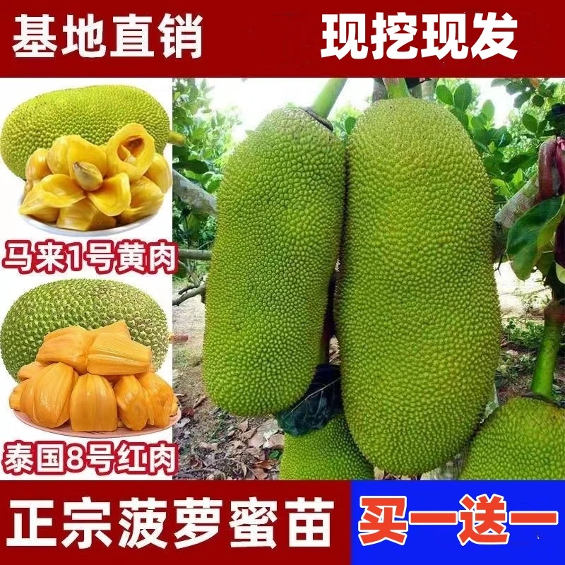红肉菠萝蜜树苗马来西亚一号木菠萝树苗小菠萝蜜榴莲蜜苗当年庭院