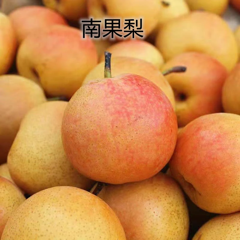 南国梨树苗香水梨树苗东北冻梨树苗耐寒果树苗嫁接果树苗全国