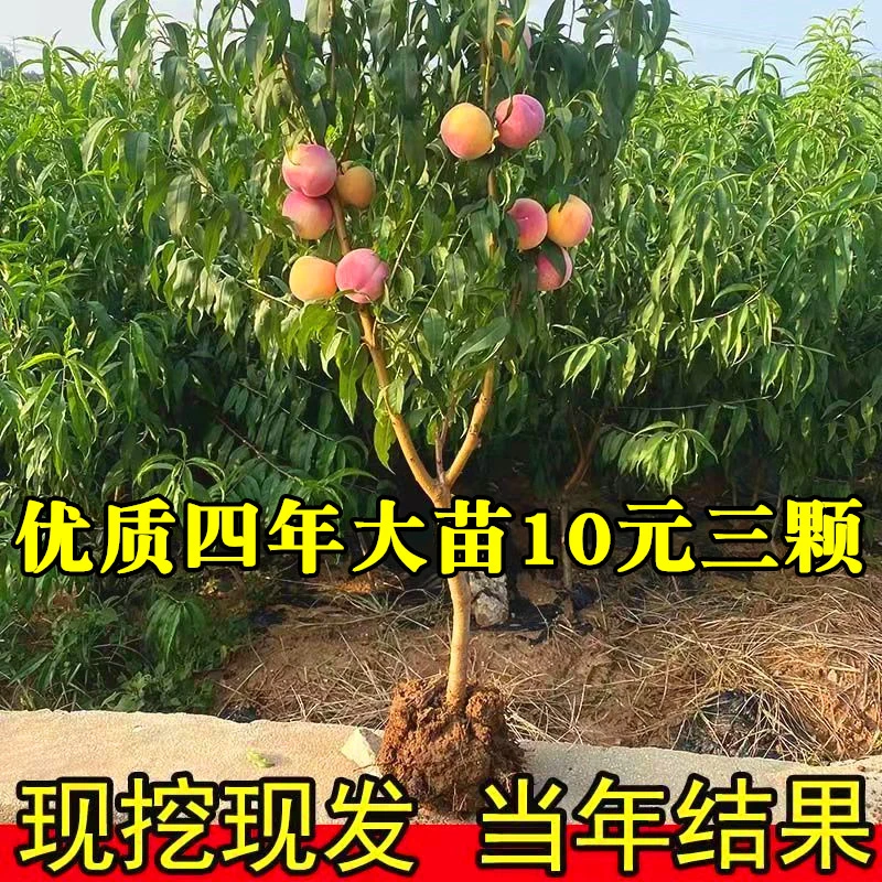 桃树嫁接苗早熟桃树苗特大新品种盆栽地栽南北方种植果树当年结果