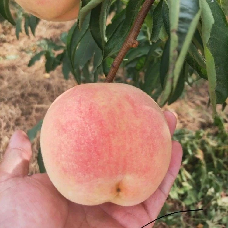 嫁接晚熟桃树品种帅帅香桃树苗高糖量桃树苗南方北方种植当年结果