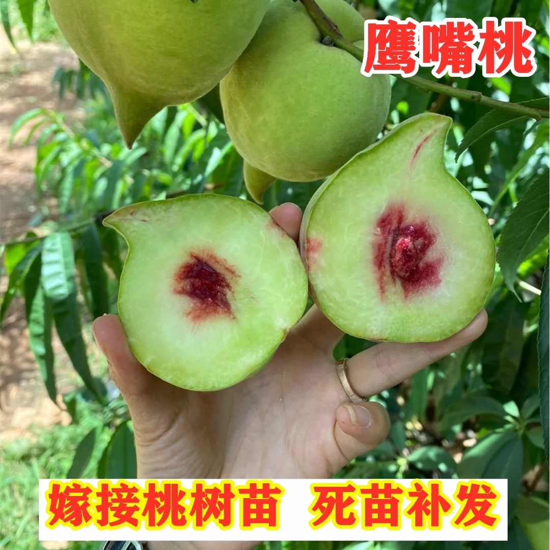 嫁接白色河源连平上坪鹰嘴桃树苗特大脆甜苗南北方盆栽地栽种植