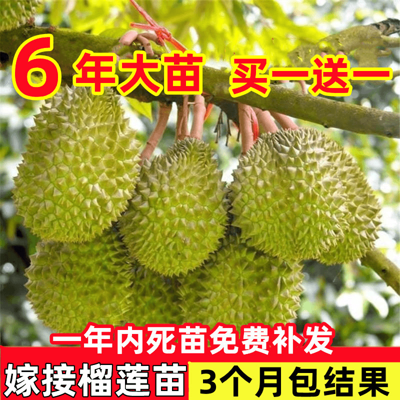 榴莲树苗嫁接果树苗金枕榴莲苗南北方种植盆栽地栽猫山王当年结果