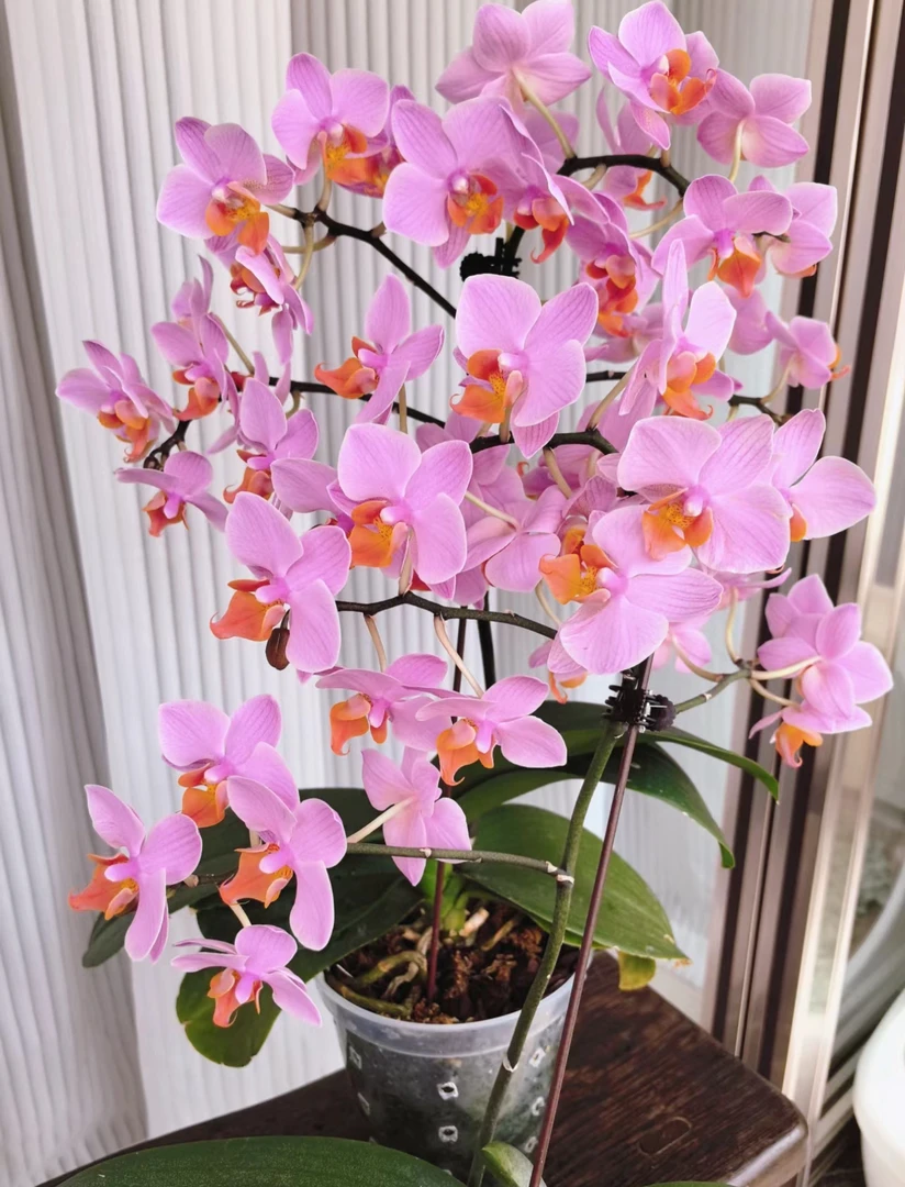 【出剑苗】圣罗沙-蝴蝶兰  3.5寸杯 欧品 高货